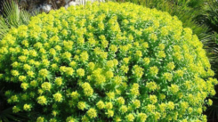 Euphorbia Bivonae