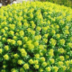 Euphorbia Bivonae
