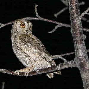 Otus scops appollaiato su un ramo