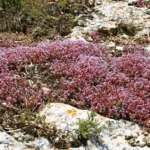 Sedum Rubens (Borracina Arrossata)