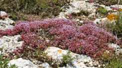 Sedum Rubens (Borracina Arrossata)