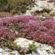 Sedum Rubens (Borracina Arrossata)