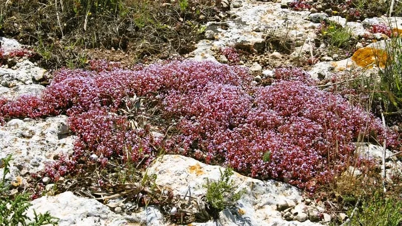 Sedum Rubens (Borracina Arrossata)