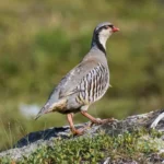 Coturnice (Alectoris graeca)