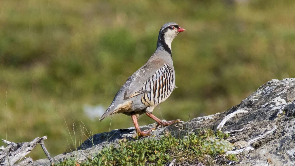 Coturnice (Alectoris graeca)