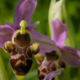 Ophrys Archimedea