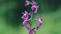 Orchis papilionacea