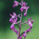 Orchis papilionacea
