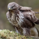 poiana-pexels-odd-rune-falch-1661963-20028384