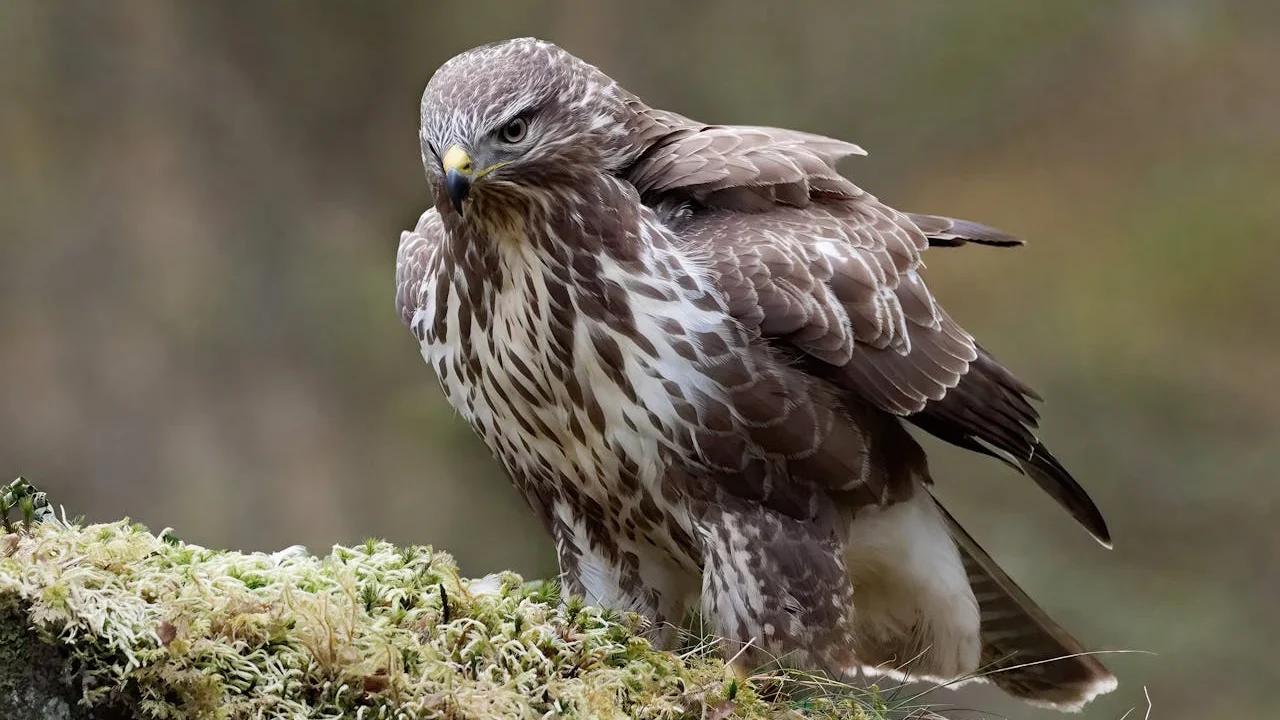 Poiana (Buteo buteo)